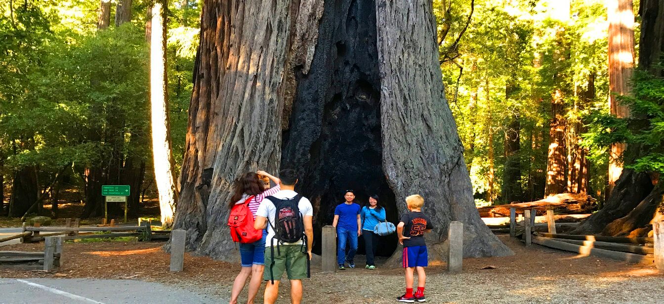 Big-Basin-old-forest-Redwoods-State- Park